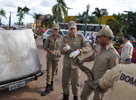 Banner CobraViaChicoM