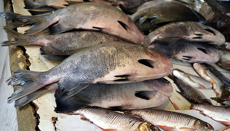 thumb Feira-de-Peixe