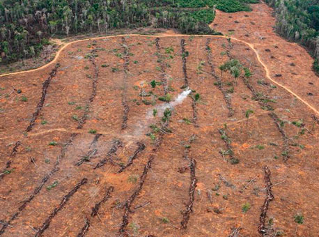 2208-cotidiano-desmatamento