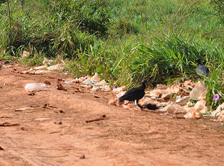 Banner-1308-cotidiano-crimeambiental