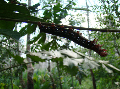 0109-cotidiano-mandarova