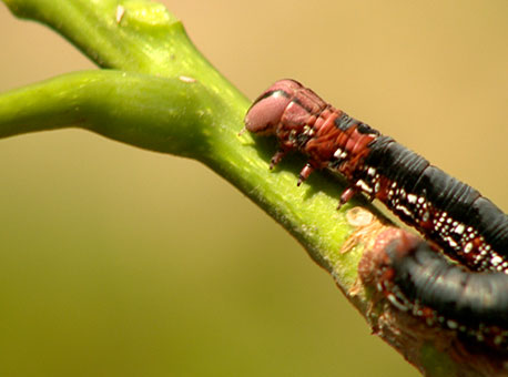 0309-cotidiano-mandarova