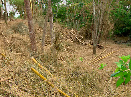 1609-cotidiano-bambuscaidos