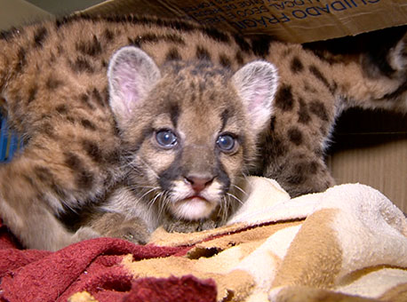 2209-cotidiano-oncinhas-tvgazeta