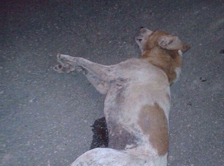 2410-cotidiano-cachorrovalendo-cedida