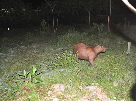 1011-cotidiano-capivaras-cleristonamorin2