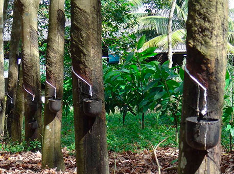 1811-cotidiano-seringueirapepro-saopaulohoje