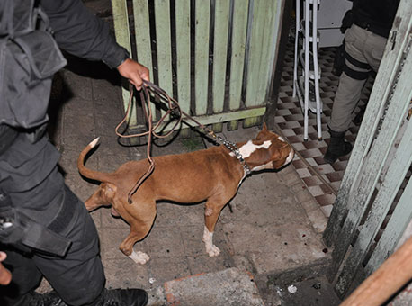 2011-policia-50quiloscaesdrogas-cleriston