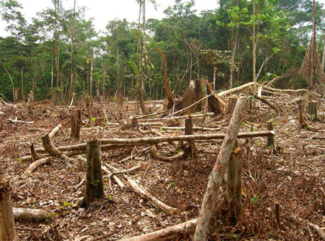 2811-cotidiano-desmatamento-portalsena