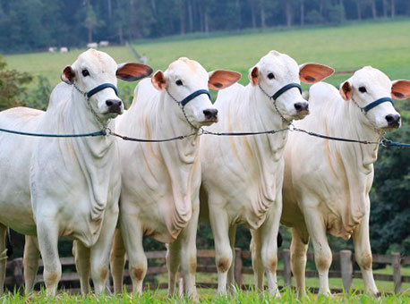 0112-cotidiano-aftosa-acrerural