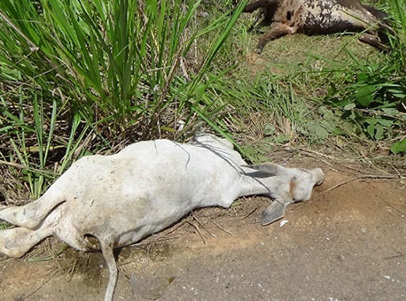 0112-policia-atropelamentodebois-almirandrade2