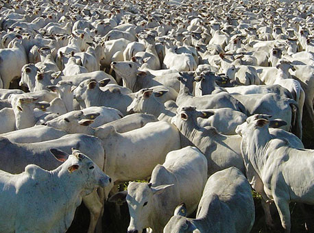 1112-cotidiano-pecuaria-revistaplantar