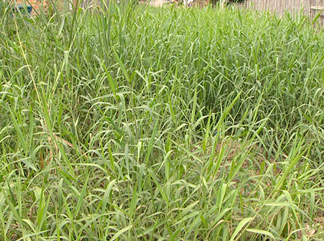 050115-cotidiano-ruamatagal-tvgazeta