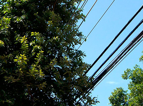 060215-cotidiano-arvoresfios-tvgazeta2