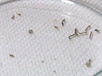 1111-cotidiano-denguelarvas-tvgazeta 410 305