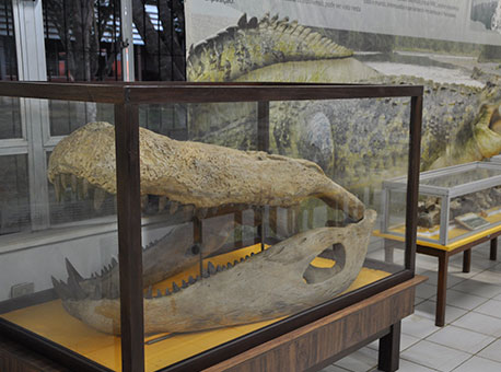 120315-cotidiano-paleontologia-taiane2