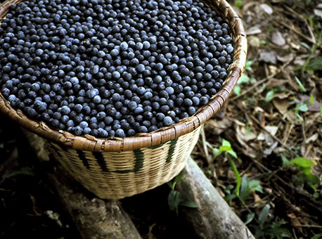 120315-politica-acaiminikalzone