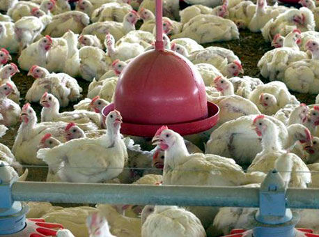 190315-cotidiano-frango-agenciabrasil