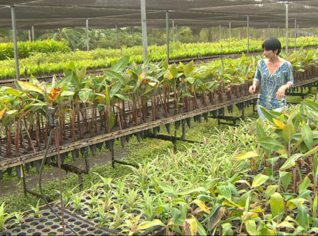 310315-cotidiano-mudas-tvgazeta