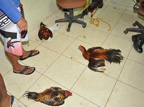 070415-policia-rinhadegalo-cleriston