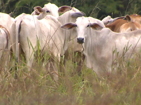 120515-cotidiano-pecuaria-tvgazeta