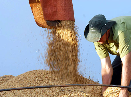 160515-cotidiano-safragraos-divulgacao