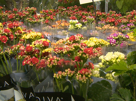 100615-cotidiano-holambra-tvgazeta