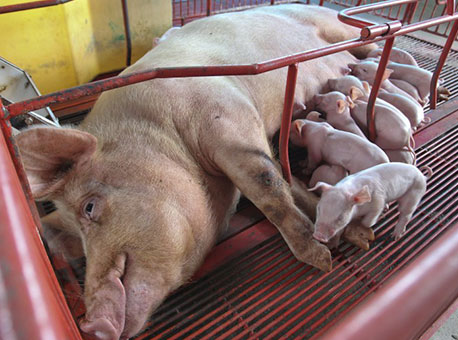 170615-cotidiano-pestesuina-gleilsonmirandaagenciadenoticiasdoacre