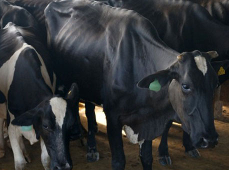 240615-cotidiano-agropecuaria-clemildoaguiaragenciadenoticiasdoacre