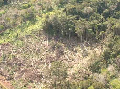 100715-cotidiano-desmatamento-cedida2