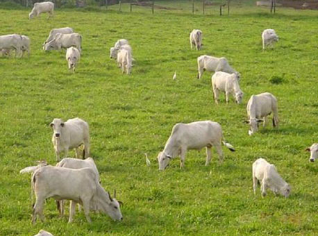 290715-cotidiano-pastagem-cedida