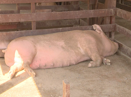 300715-cotidiano-porca-tvgazeta