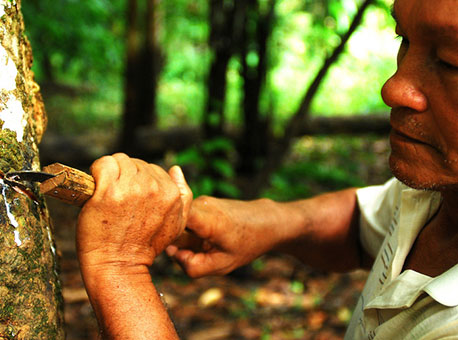 060815-cotidiano-extracaodelatex-amazoniaorg