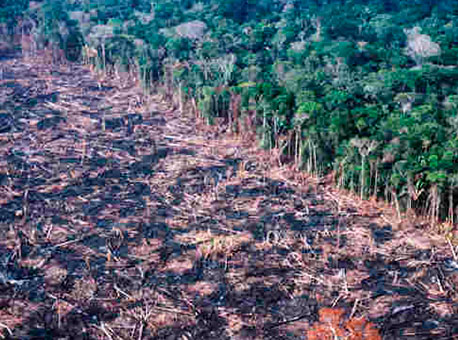 1509-cotidiano-desmatamento