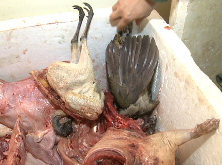 210815-policia-carnedecaca-tvgazeta