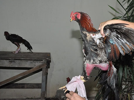 140915-policia-rinhadegalo-cleriston