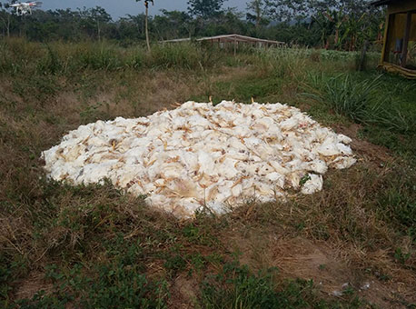 200915-cotidiano-apagaoprejuizos-cedida