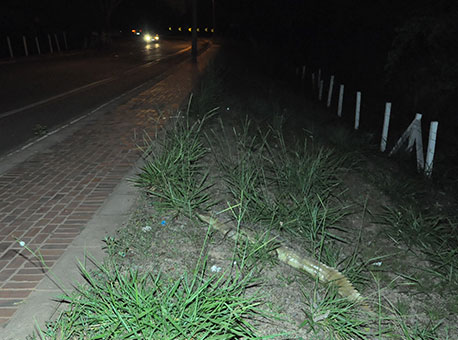 240915-cotidiano-jacare-cleriston