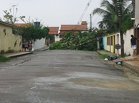 191015-cotidiano-arvore-whilleyaraujo