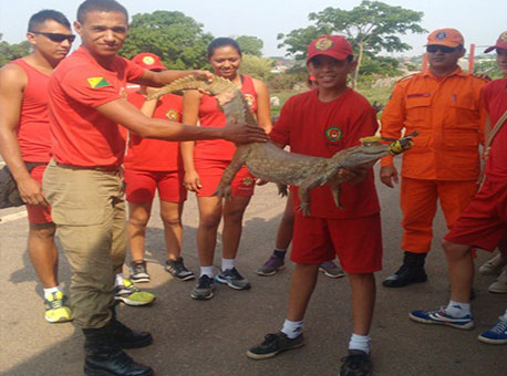 201015-cotidiano-jacare-almirandrade