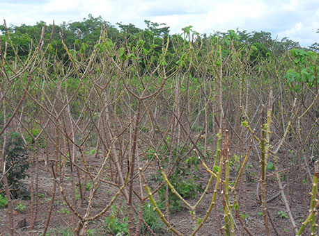 271015-cotidiano-mandarova-cedida