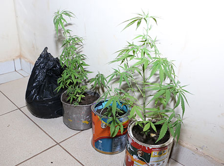 021115-policia-pedemaconha-cleriston