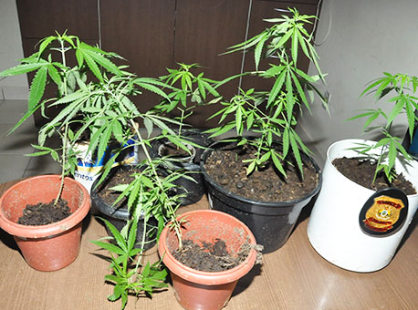 051115-policia-pedemaconha-cleriston