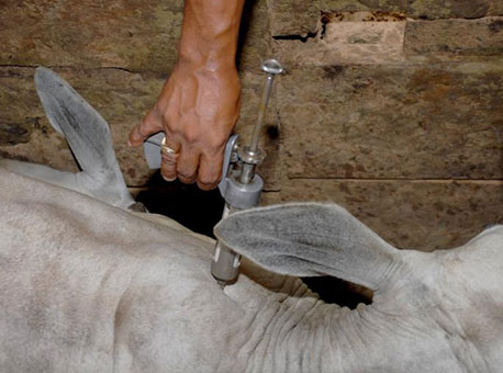 131115-cotidiano-aftosa-agenciadenoticiasdoacre