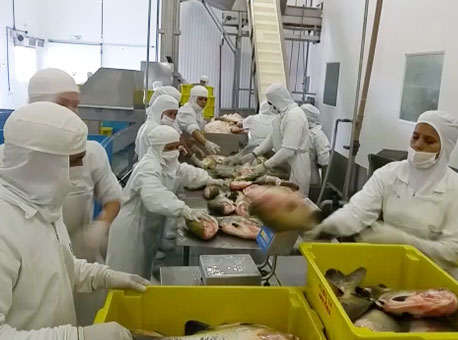 131115-cotidiano-peixesdaamazonia-cedida