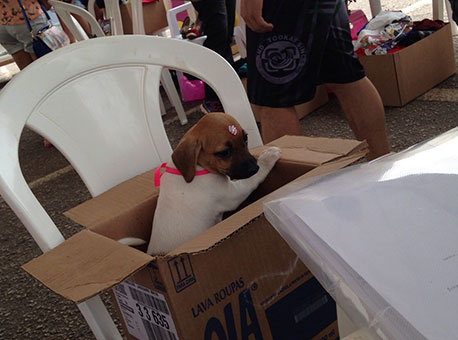 211115-cotidiano-feiradeanimais-cedida