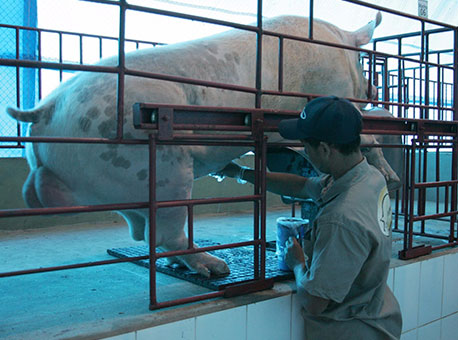 271115-cotidiano-domporquito-cedida