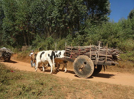 221215-cotidiano-carrodeboi-divulgacao