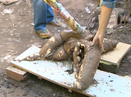 250116-cotidiano-mandiocao