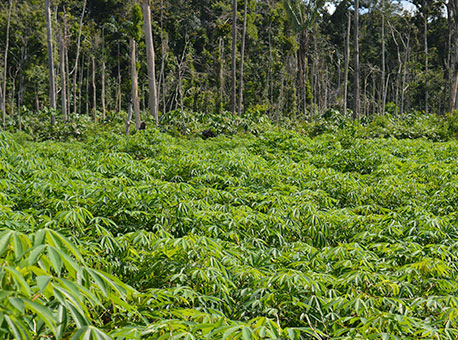 040216-cotidiano-plantacaomacaxeira-leonidasbadaro2